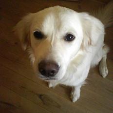 Golden retriever Zenta