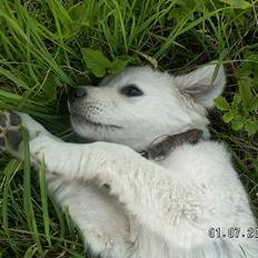 Golden retriever Zenta