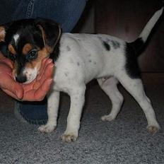 Dansk svensk gaardhund Bobby