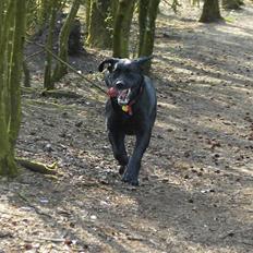 Labrador retriever Nicki