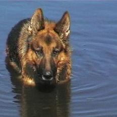 Schæferhund Uggertown Bonzo