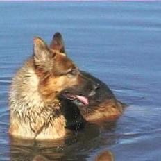 Schæferhund Uggertown Bonzo