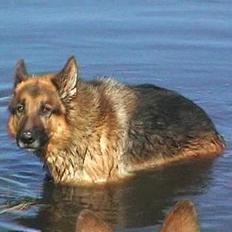 Schæferhund Uggertown Bonzo