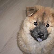 Eurasier Ankerstjernes Amber