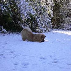 Eurasier Ankerstjernes Amber