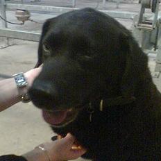 Labrador retriever Jaques *død*