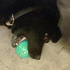 Labrador retriever Jaques *død*