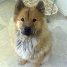 Eurasier Ankerstjernes Amber