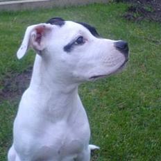 Amerikansk staffordshire terrier Carlos