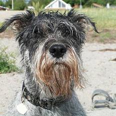 Mellemschnauzer Glenni