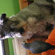 Mellemschnauzer Glenni