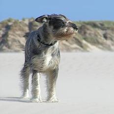 Mellemschnauzer Glenni