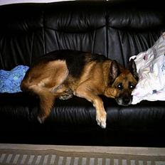 Schæferhund Erko von der Strothheide