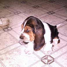 Basset hound Buller