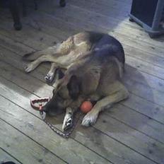 Schæferhund Erko von der Strothheide