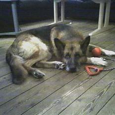 Schæferhund Erko von der Strothheide