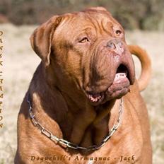 Dogue de bordeaux Jack - R.I.P