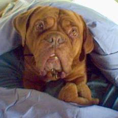 Dogue de bordeaux Turner R.I.P