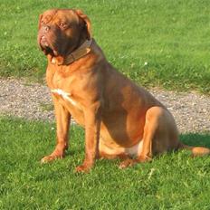 Dogue de bordeaux Turner R.I.P