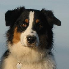Australian shepherd Dreamcatchers' Always a Winner - Curie