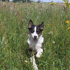 Australian shepherd Dreamcatchers' Always a Winner - Curie
