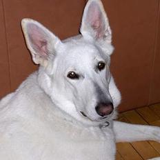 Hvid schæfer Debbie