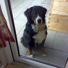 Berner sennenhund Tut