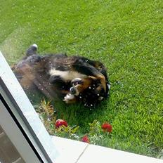 Berner sennenhund Tut