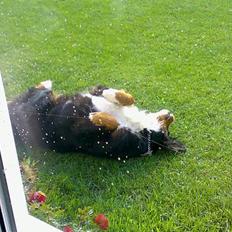 Berner sennenhund Tut