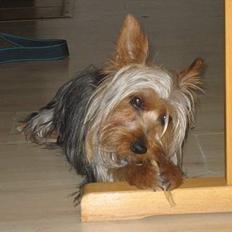 Australian silky terrier Olivia