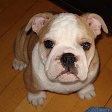 Engelsk bulldog Madeline