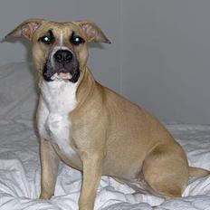 Amerikansk staffordshire terrier KWV' s Standing Ovation 