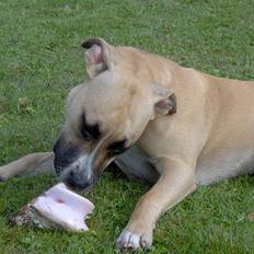 Amerikansk staffordshire terrier KWV' s Standing Ovation 