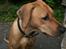 Rhodesian ridgeback Enya