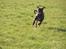 Boxer Astro - "Her komer jeg!" Astro i fuld firspring...