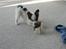 Papillon Chico R.I.P. 2011 - Leger stadig