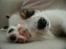 Papillon Chico R.I.P. 2011 - Sover... 