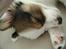 Papillon Chico R.I.P. 2011 - ZzzzzZZZzzzz
