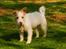 Jack russell terrier Jason R.I.P (kun 4½ år)  - 14. her er jason i hele sin fine figur :)