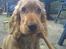 Cocker spaniel Frida