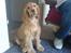 Cocker spaniel Frida