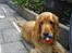 Cocker spaniel Frida