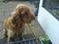 Cocker spaniel Frida