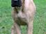Bullmastiff Brak's Nagako Kuni/Bonnie