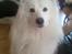 Samojedhund Jago007*i looove my self*