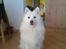Samojedhund Jago007*i looove my self*