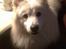 Samojedhund Jago007*i looove my self*