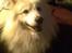 Samojedhund Jago007*i looove my self*