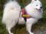 Samojedhund Jago007*i looove my self* - se min nye powersele... købt af rikke herinde fra