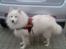 Samojedhund Jago007*i looove my self*